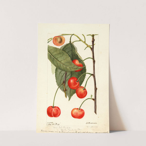 Prunus avium: Rupp by Deborah Griscom Passmore