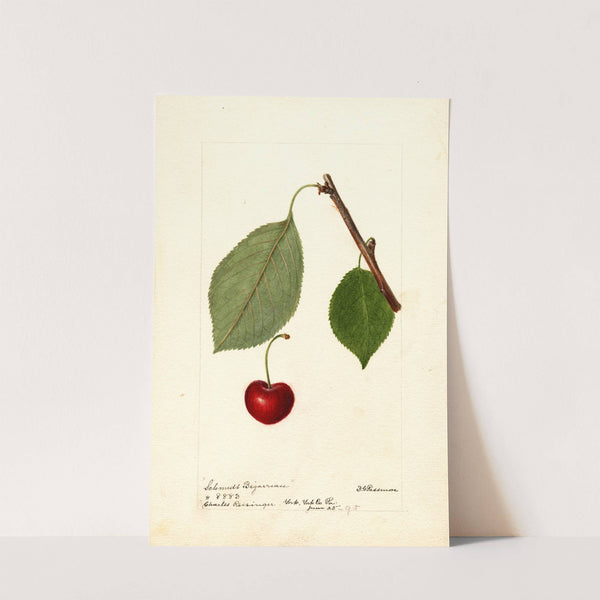 Prunus avium: Schmidt Bigarreau by Deborah Griscom Passmore