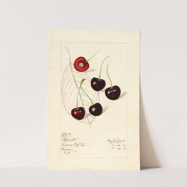 Prunus avium: Schmidt by Mary Daisy Arnold