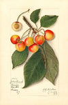 Prunus avium: Yellow Spanish