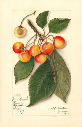 Prunus avium: Yellow Spanish