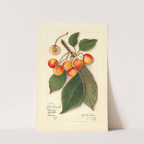 Prunus avium: Yellow Spanish by Amanda Almira Newton