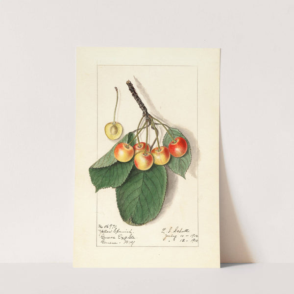 Prunus avium: Yellow Spanish by Ellen Isham Schutt