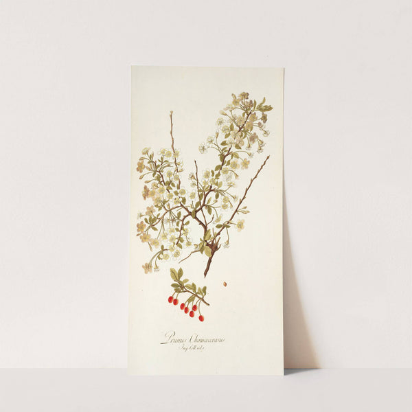 Prunus chamaecerasu (1781-1793) by Nikolaus Joseph Freiherr von Jacquin