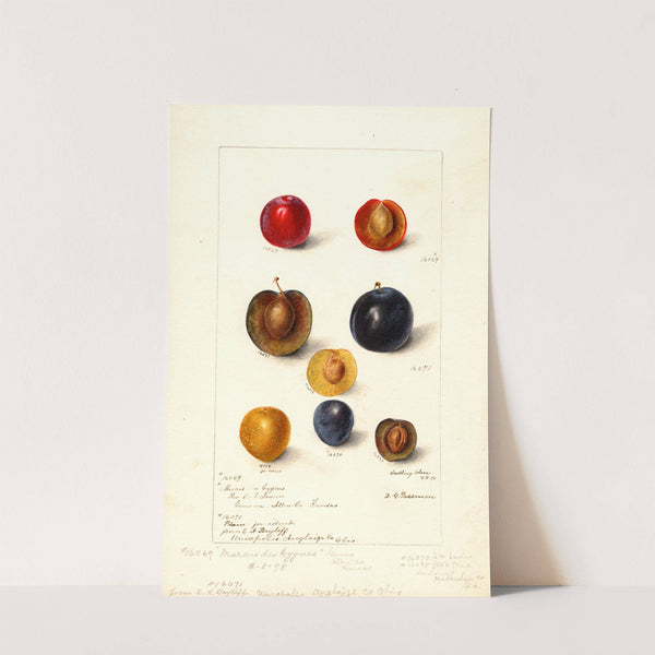 Prunus domestica by Deborah Griscom Passmore