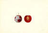 Prunus domestica