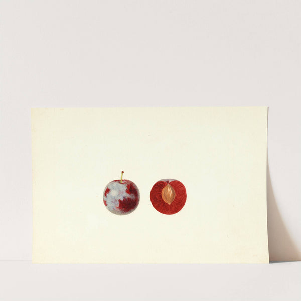 Prunus domestica by James Marion Shull