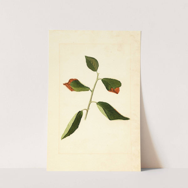 Prunus domestica by James Marion Shull