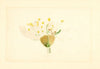 Prunus domestica: Burbank
