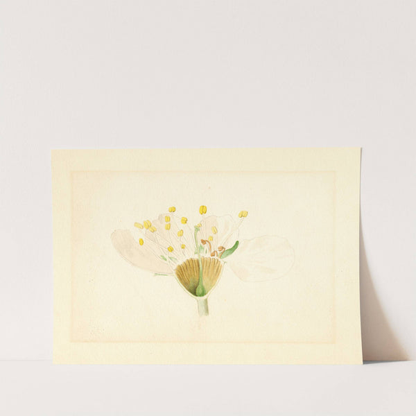 Prunus domestica: Burbank by James Marion Shull