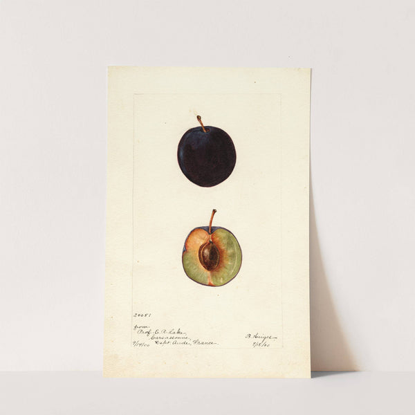 Prunus domestica: Coeur de Boeuf by Bertha Heiges