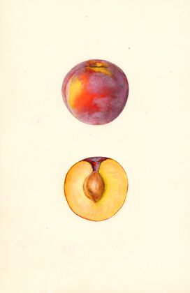Prunus domestica: Farmosa