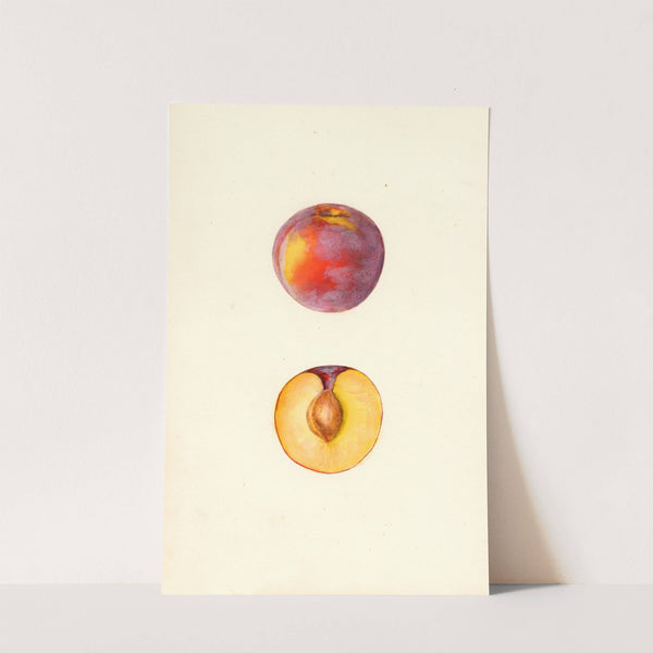 Prunus domestica: Farmosa by Mary Daisy Arnold