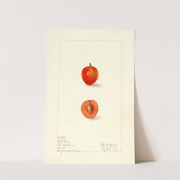 Prunus domestica: First by Elsie E. Lower