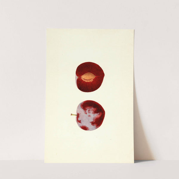 Prunus domestica: Flaming Delicious by James Marion Shull