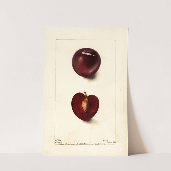 Prunus domestica: Fraud by Deborah Griscom Passmore