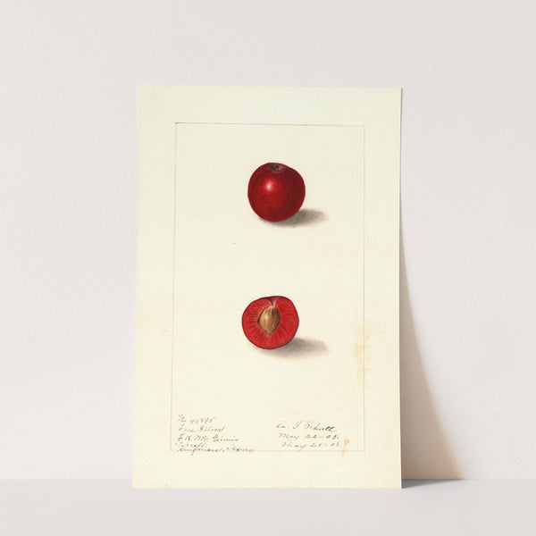 Prunus domestica: Free Silver by Ellen Isham Schutt