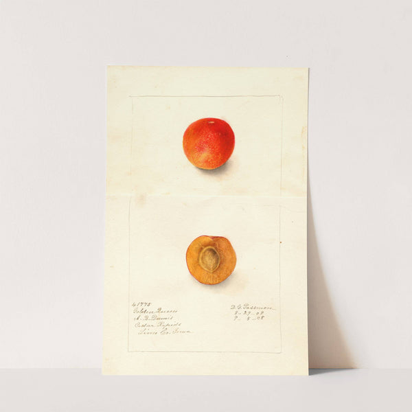 Prunus domestica: Golden Queen by Deborah Griscom Passmore