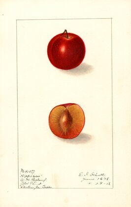 Prunus domestica: Happiness