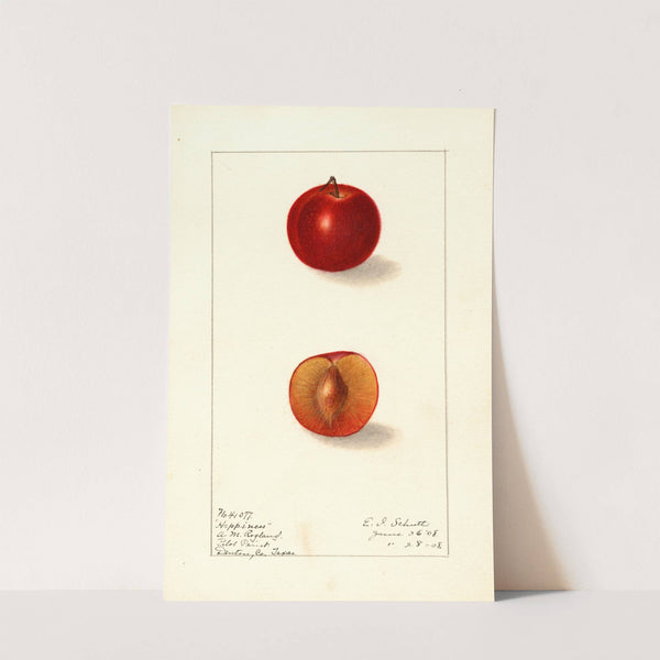 Prunus domestica: Happiness by Ellen Isham Schutt