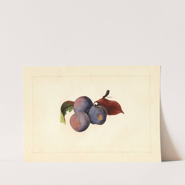 Prunus domestica by James Marion Shull