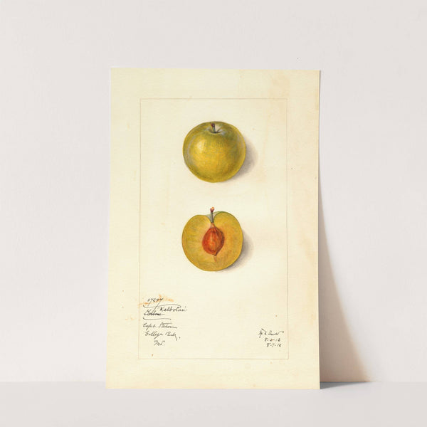 Prunus domestica: Kelbolan by Mary Daisy Arnold