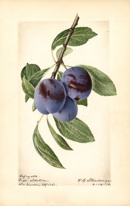 Prunus domestica: Lafayette