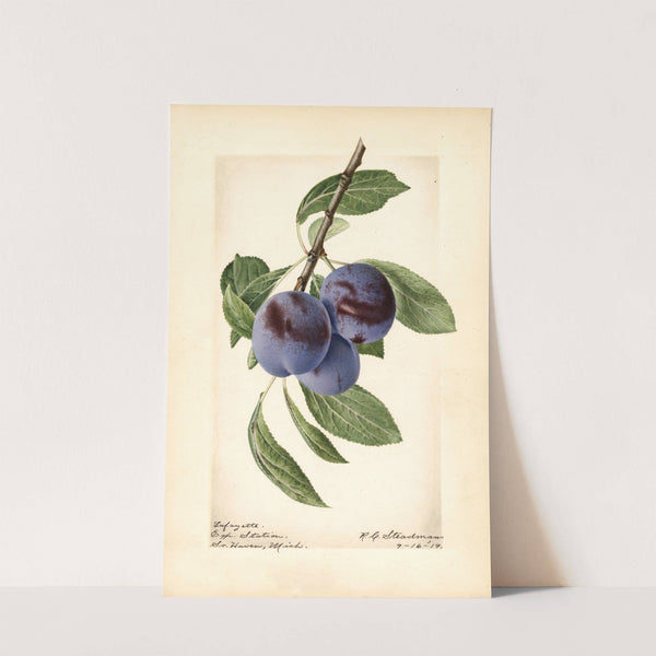 Prunus domestica: Lafayette by Royal Charles Steadman