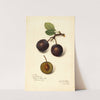Prunus domestica: Late Orleans by Amanda Almira Newton