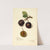 Prunus domestica: Late Orleans by Amanda Almira Newton