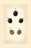 Prunus domestica: Mackinan