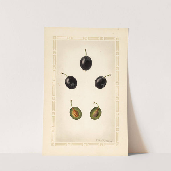 Prunus domestica: Mackinan by Royal Charles Steadman