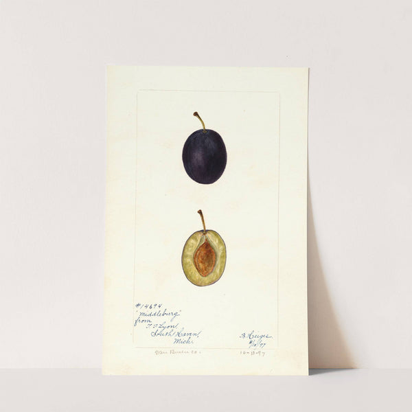 Prunus domestica: Middleburg by Bertha Heiges