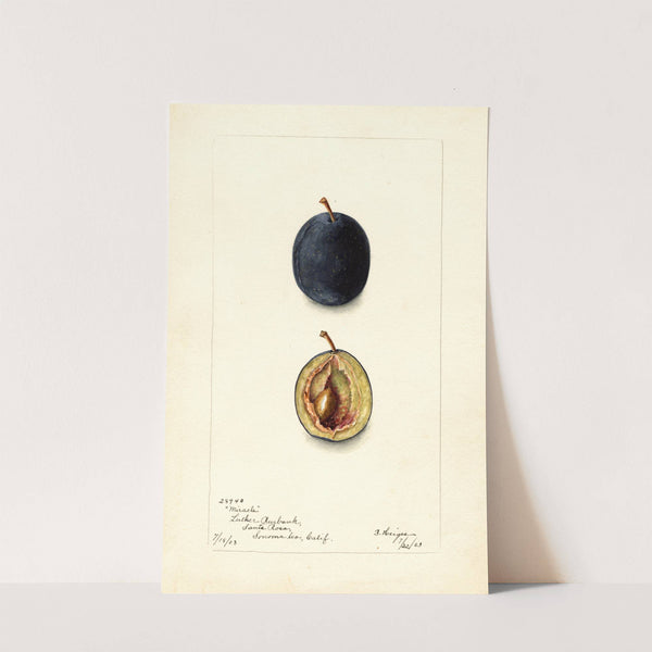 Prunus domestica: Miracle by Bertha Heiges