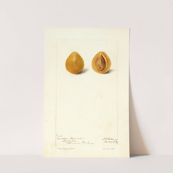 Prunus domestica: Moldavka by Deborah Griscom Passmore