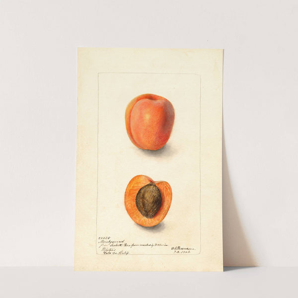 Prunus domestica: Montgamet by Deborah Griscom Passmore