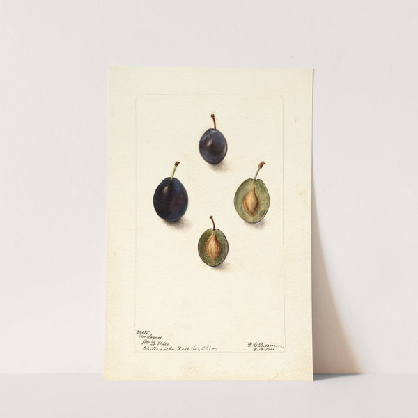 Prunus domestica: Mt by Deborah Griscom Passmore