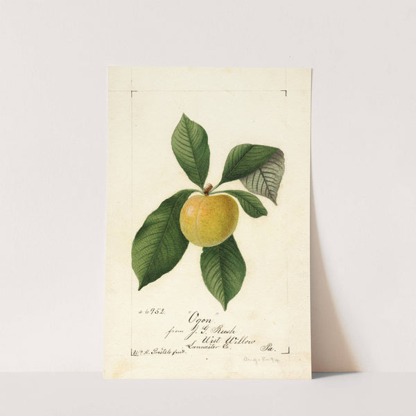 Prunus domestica: Ogon by William Henry Prestele