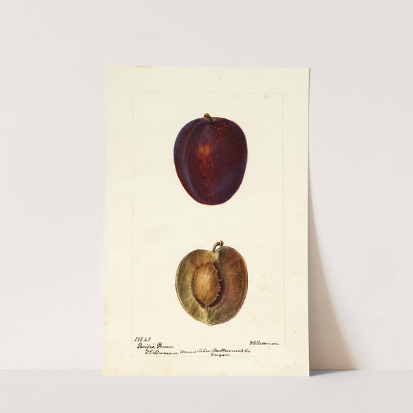 Prunus domestica: Pacific Prune by Deborah Griscom Passmore