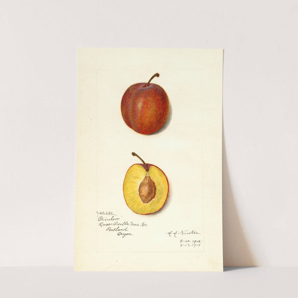 Prunus domestica: Prinlew by Amanda Almira Newton