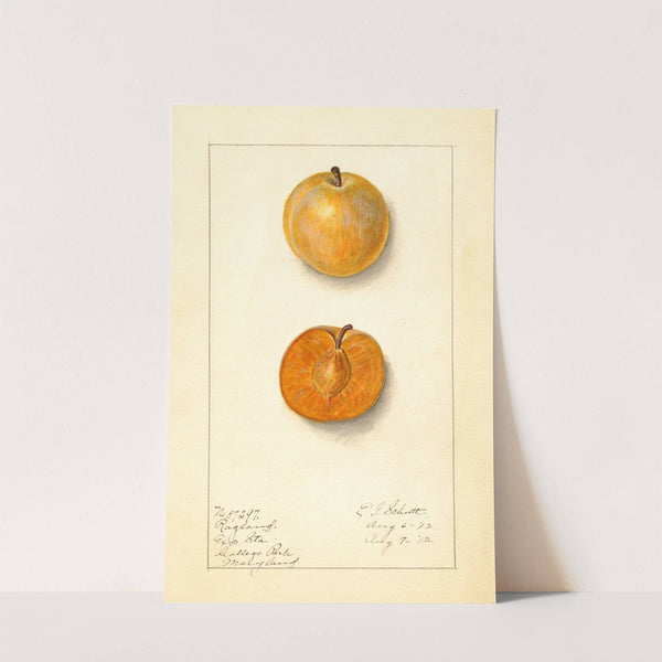 Prunus domestica: Ragland by Ellen Isham Schutt