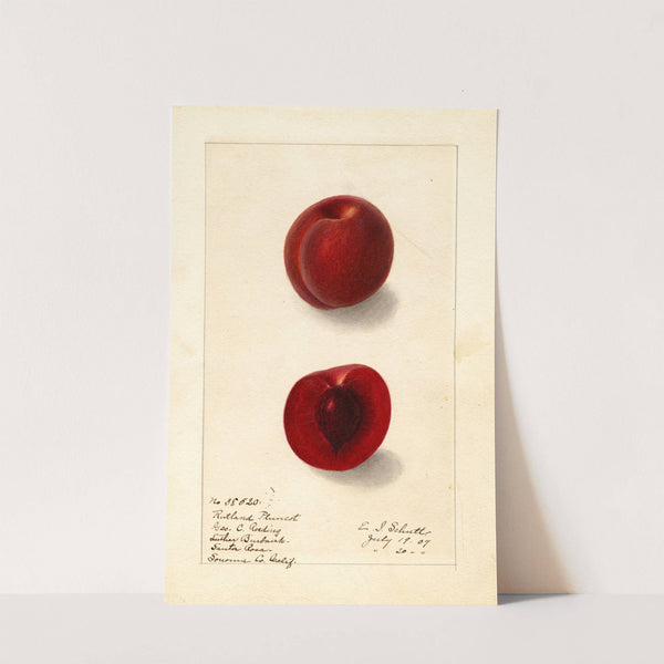 Prunus domestica: Rutland Plumcot (1907) by Ellen Isham Schutt