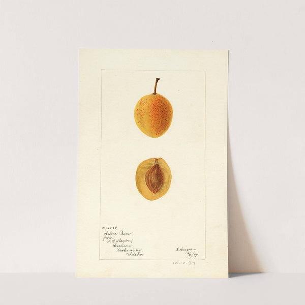 Prunus domestica: Silver Prune by Bertha Heiges