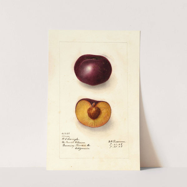 Prunus domestica: Simon by Deborah Griscom Passmore