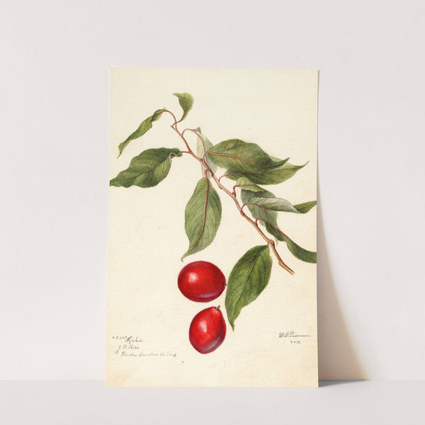 Prunus domestica: Sophie by Deborah Griscom Passmore