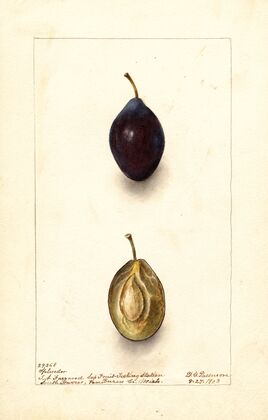 Prunus domestica: Splendor