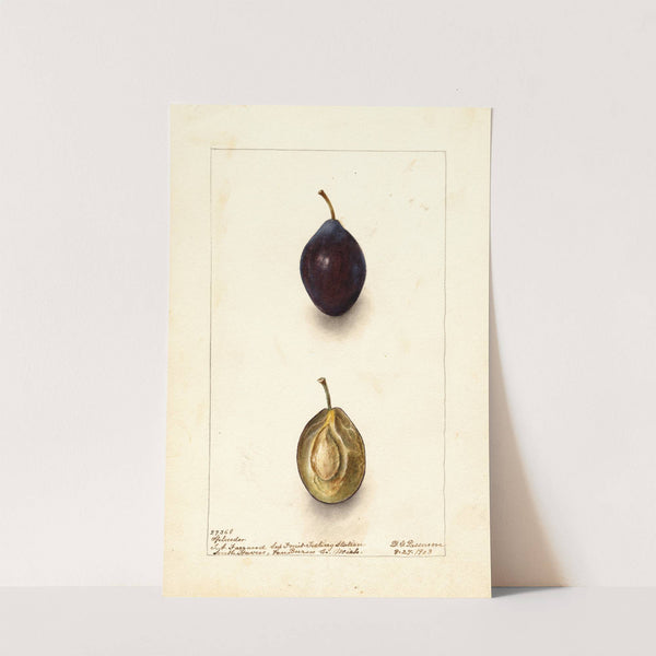 Prunus domestica: Splendor by Deborah Griscom Passmore