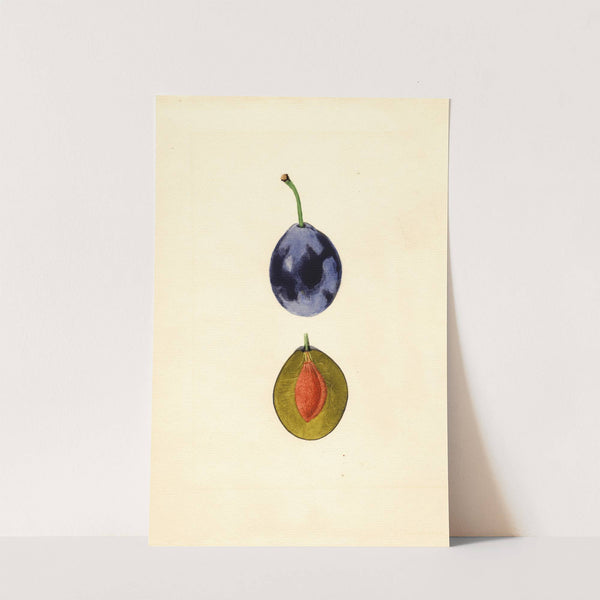 Prunus domestica: Stanley by James Marion Shull