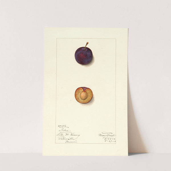 Prunus domestica: Toka by Mary Daisy Arnold