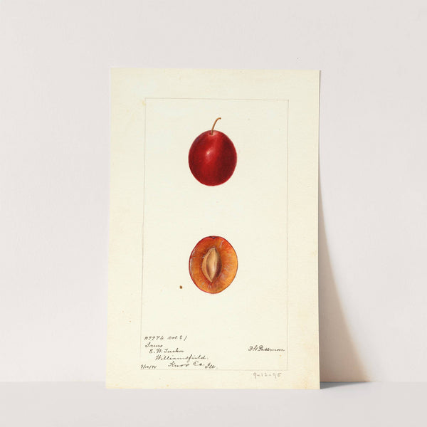 Prunus domestica: Truro by Deborah Griscom Passmore